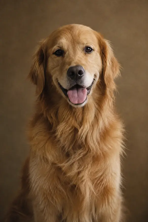 Pet reference photo